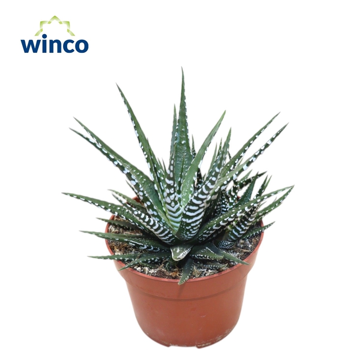 <h4>Haworthia Fasciata Big Band</h4>