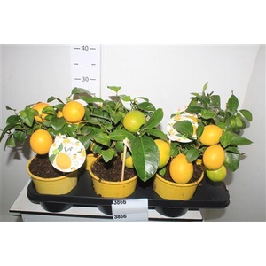 Citr Meyeri Meyer 3+