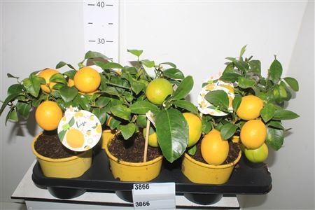 <h4>Citr Meyeri Meyer 3+</h4>