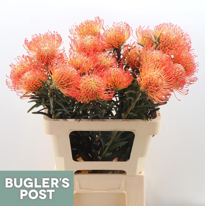 <h4>LEUCO CO SUCCESSION</h4>