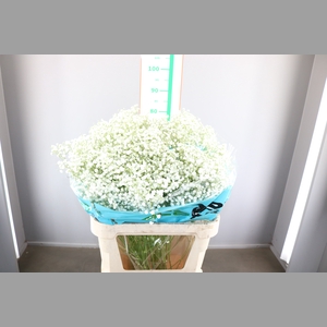 GYPSOPHILA XLENCE 30 GRAM