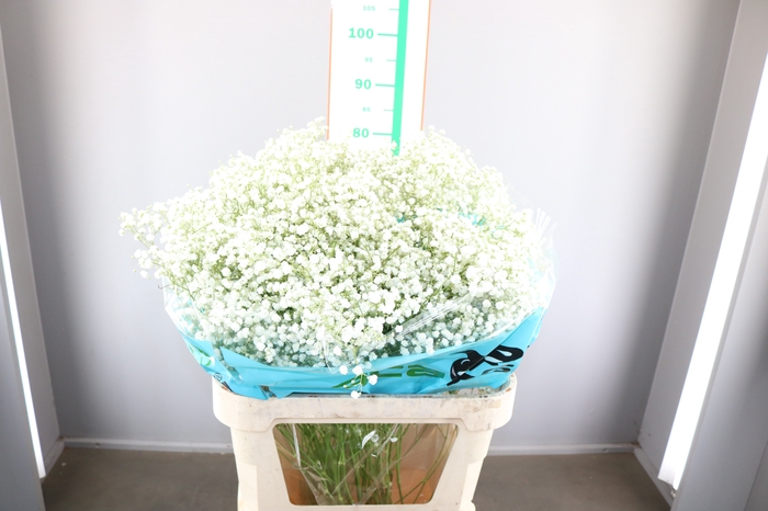 GYPSOPHILA XLENCE 30 GRAM