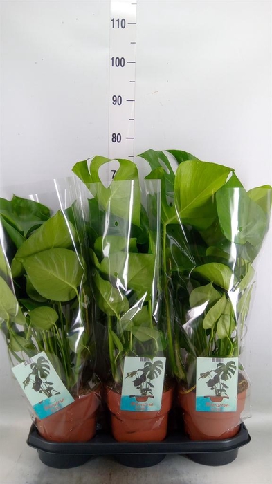 <h4>Monstera delic.</h4>