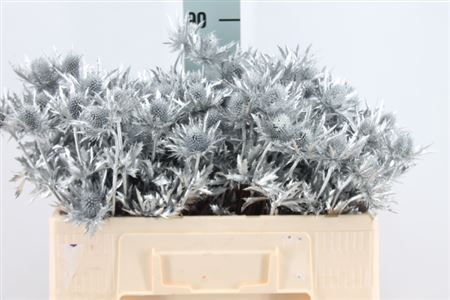 <h4>Eryngium Klb Zilver X40</h4>