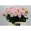 Dahlia Sweet Nathalie