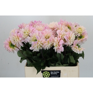 Dahlia Sweet Nathalie