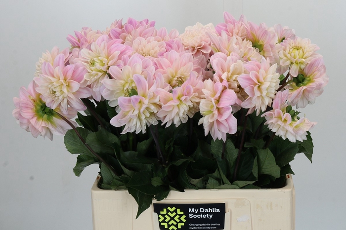 Dahlia Sweet Nathalie