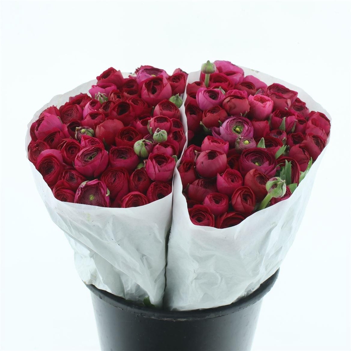 <h4>Ran El Hot Pink Extra ( White Paper )</h4>