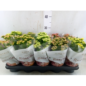Kalanchoe blos. 'RoyalDon'   ..mix