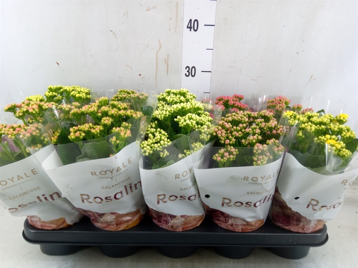 <h4>Kalanchoe blos. 'RoyalDon'   ..mix</h4>