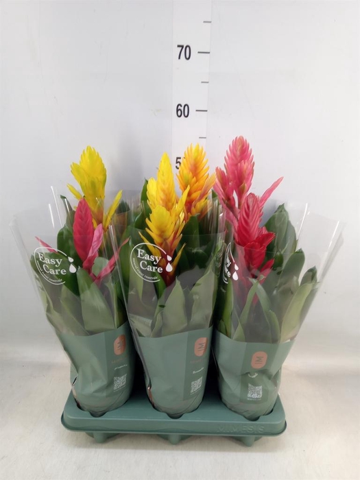 <h4>Vriesea ...mix</h4>