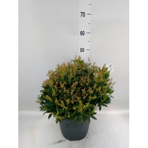 Pieris japonica 'Prelude'