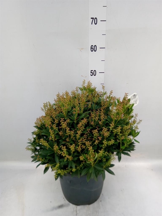 <h4>Pieris japonica 'Prelude'</h4>