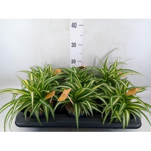 Chlorophytum com. 'Variegatum'