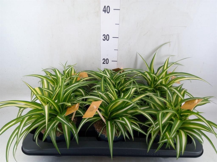 <h4>Chlorophytum com. 'Variegatum'</h4>