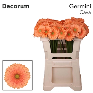 GE MI CAVA Emmer X60 met hoes