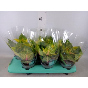 Iresine herbstii 'Rich Goldstar'