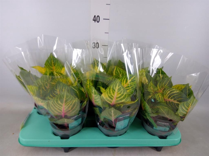 <h4>Iresine herbstii 'Rich Goldstar'</h4>