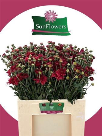<h4>Chr T Bep Sup Rood</h4>