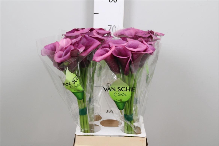 <h4>Zant Durban</h4>