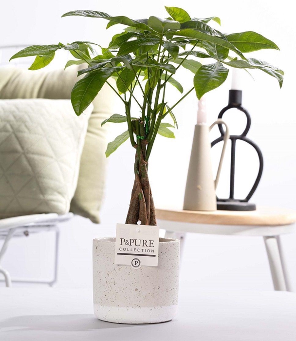 <h4>Pachira Aquatica in P&PURE Jade pottery</h4>