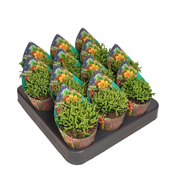 <h4>RHIPSALIS CEREUSCULA - POT Ø 6,5 WITH POTCOVER (CACTUS)</h4>