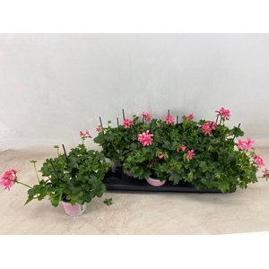 PEL PELT BALKON ROSE