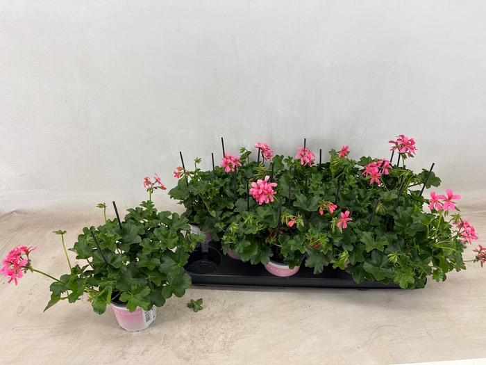 <h4>PEL PELT BALKON ROSE</h4>