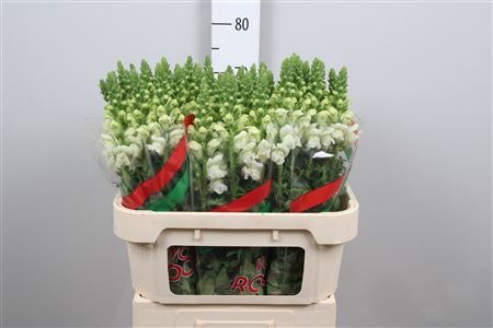<h4>Antirrhinum majus 'Poto Ivory'</h4>