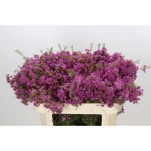 Chamelaucium Mars
