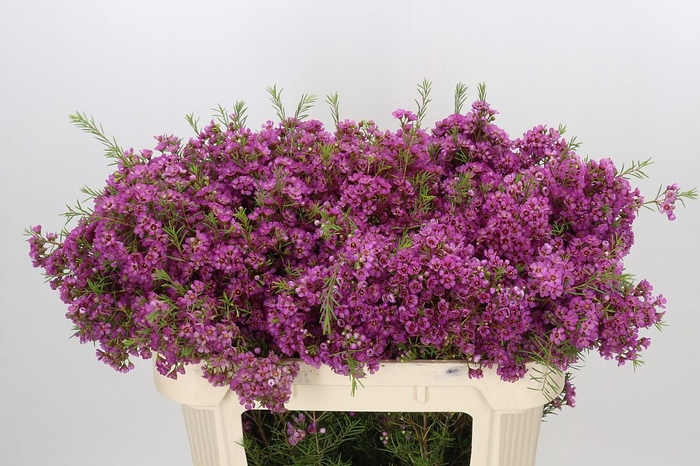 <h4>Chamelaucium Mars</h4>
