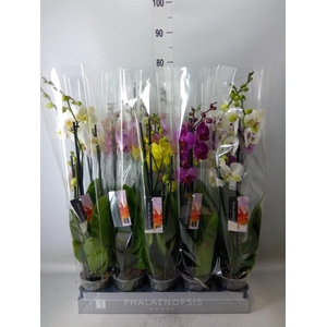 Phalaenopsis   ...mix  7