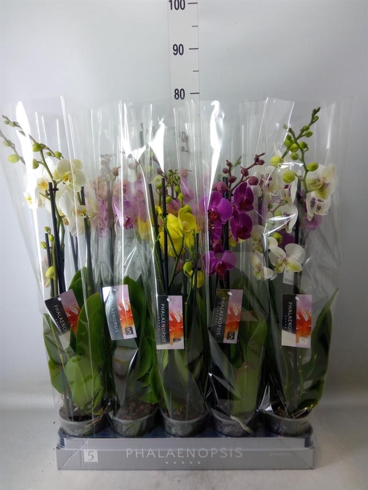 <h4>Phalaenopsis ...mix 7</h4>
