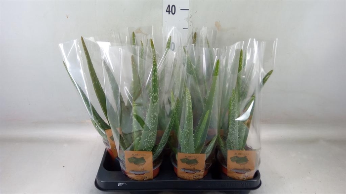 <h4>Aloe vera</h4>