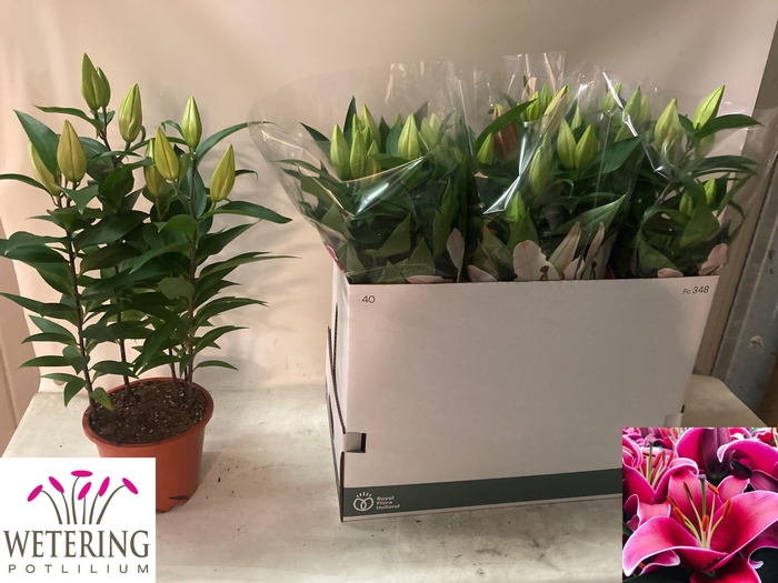 <h4>LIL OR SUNNY KEYS</h4>