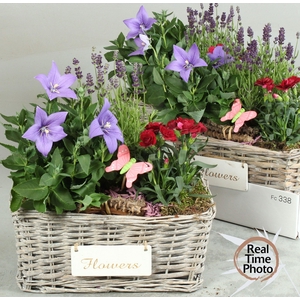 Arr Tuinplanten