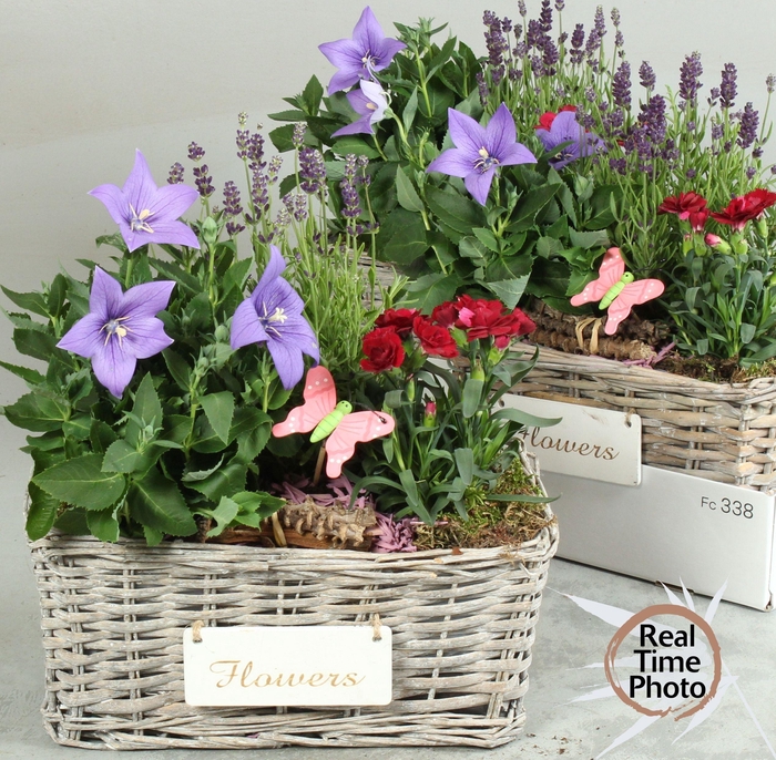 <h4>Arr Tuinplanten</h4>
