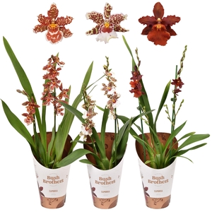 Cambria mix 2 tak 12 cm