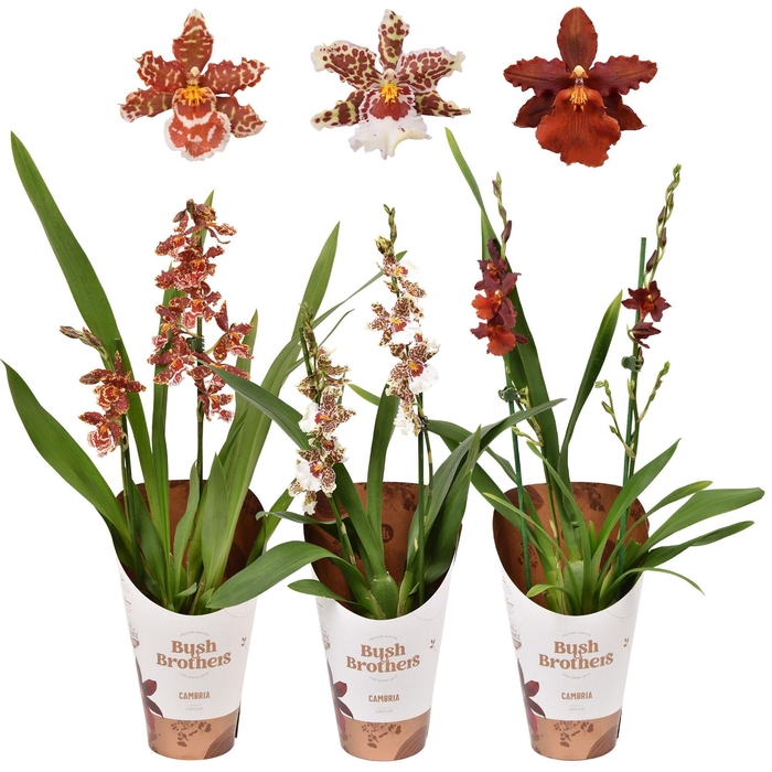 <h4>Cambria mix 2 tak 12 cm</h4>