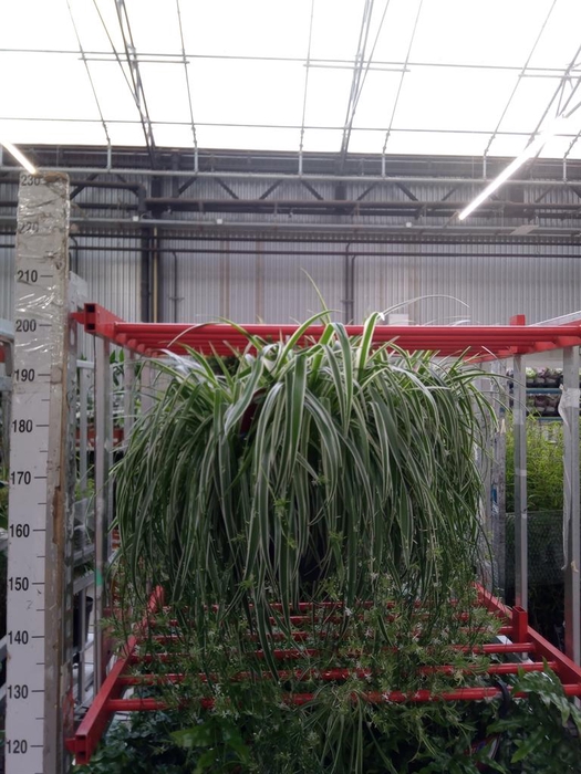 <h4>Chlorophytum com. 'Ocean'</h4>