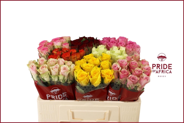 <h4>R GR GEM IN FUST</h4>