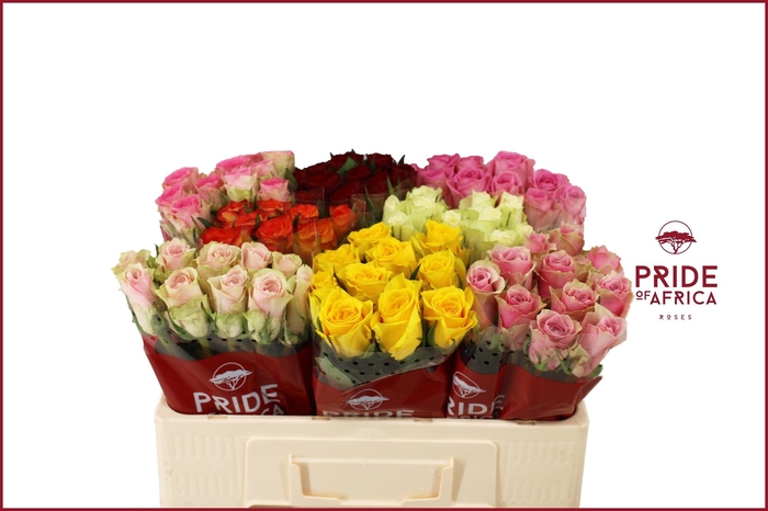 <h4>R GR GEM IN FUST</h4>