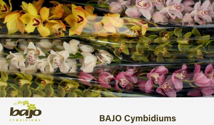 <h4>CYMB T GEM</h4>