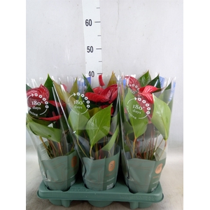 Anthurium andr. 'Picanta Red'