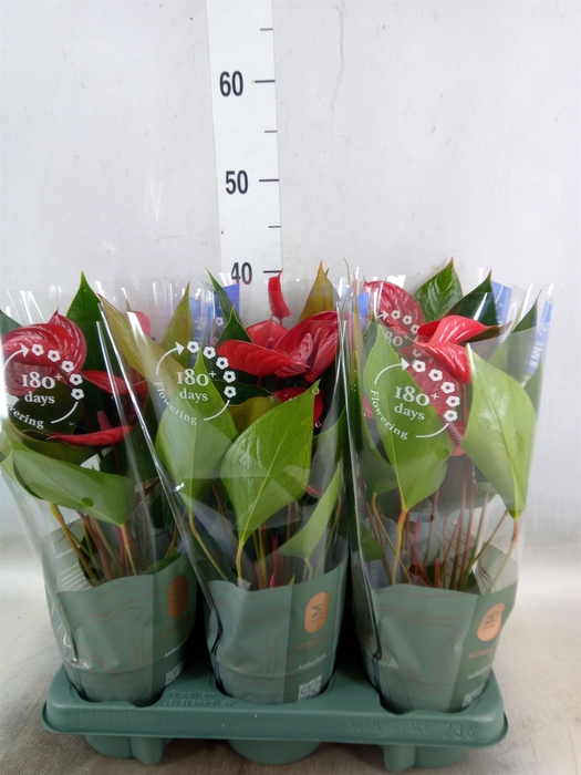<h4>Anthurium andr. 'Picanta Red'</h4>