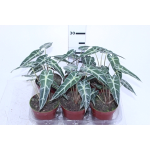 ALOCASIA PICOLLINI P12