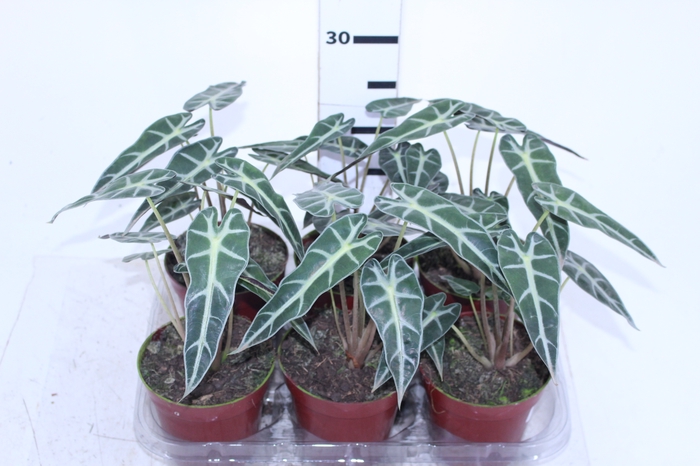 ALOCASIA PICOLLINI P12