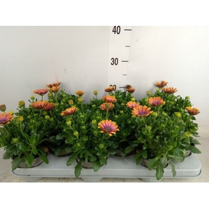 Osteospermum  'Serenity Pink Eyed'