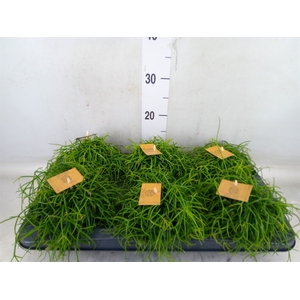 Rhipsalis   ...