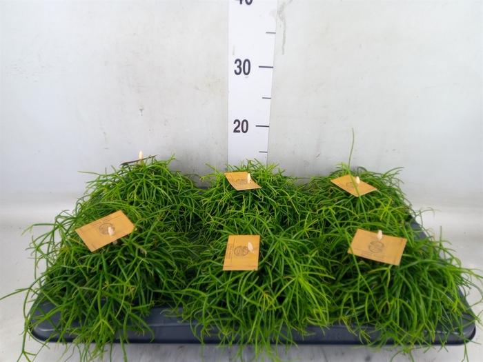 <h4>Rhipsalis   ...</h4>